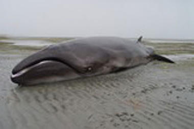 12-19-12-pgymy-right-whale_full_380