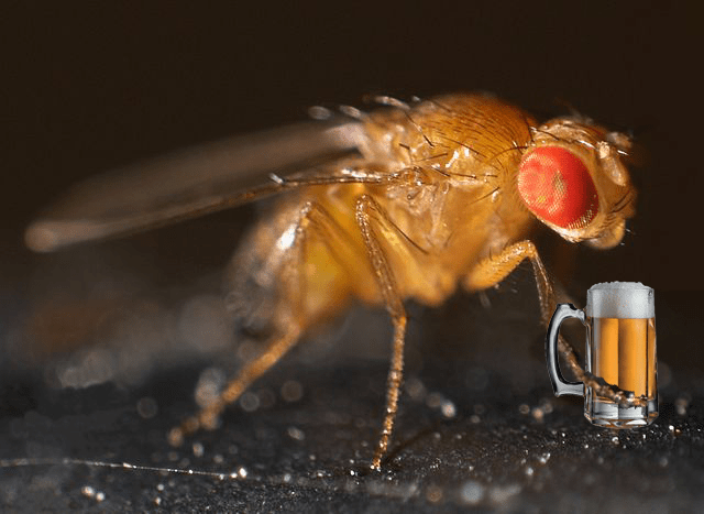 drinking_drosophila