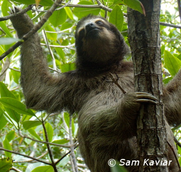 pygmy-three-toed-sloth