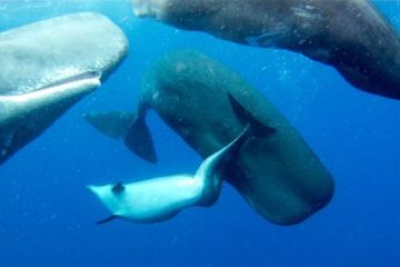 dolphin-with-spinal-trouble-sperm-whales_63541_600x450