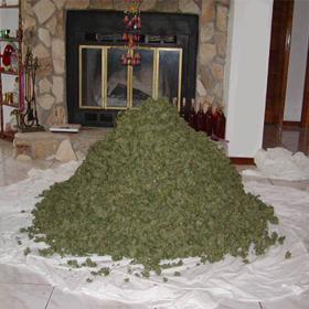 pile-of-weed3