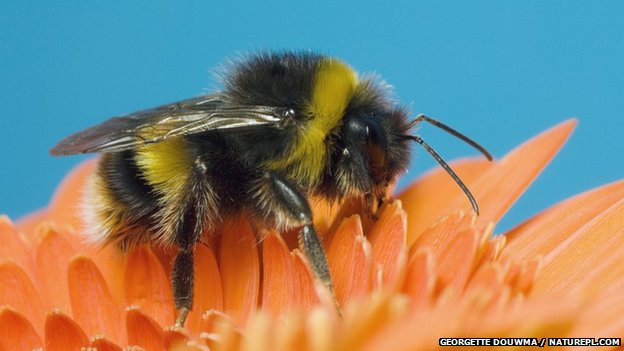 _65983396_bombus_terrestris_1