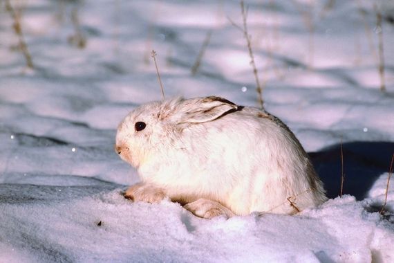 snow-rabbit