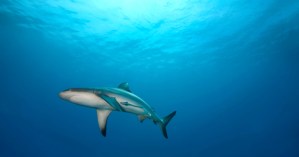 grey-reef-shark-moon