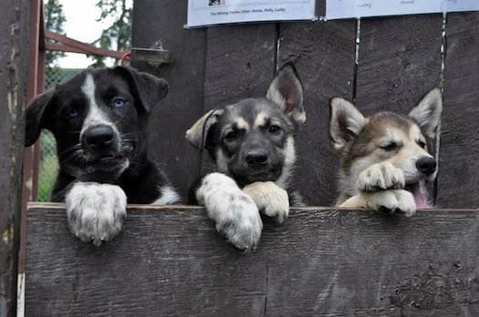 three-puppies