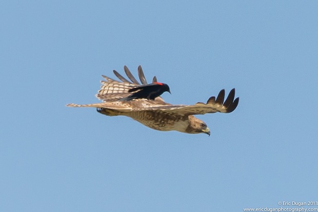 Brave Little Balckbird