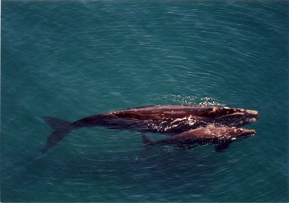 southern-right-whale