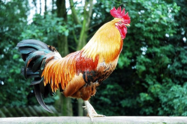 Rooster