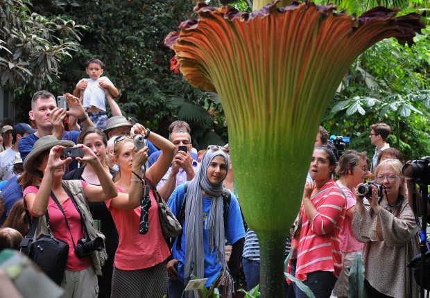 CORPSE-FLOWER23-