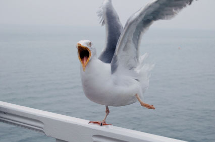 secpic_seagull1_b123370404311
