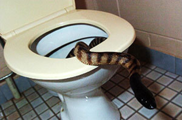 Snake-Bites-Man-Penis-Toilet