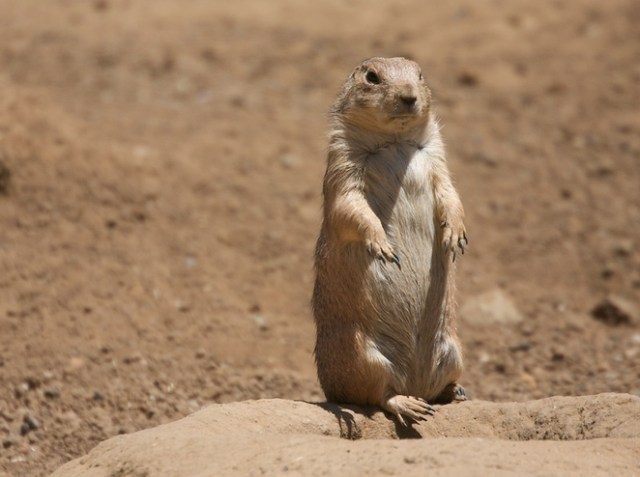 prairie_dog_language_jpg_662x0_q100_crop-scale