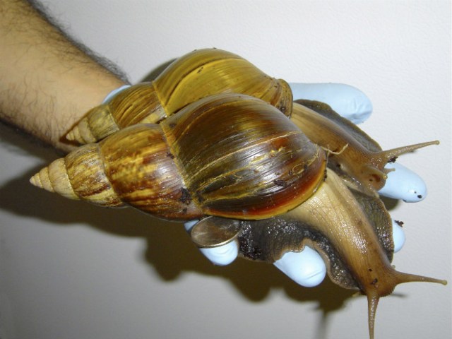 giant snail