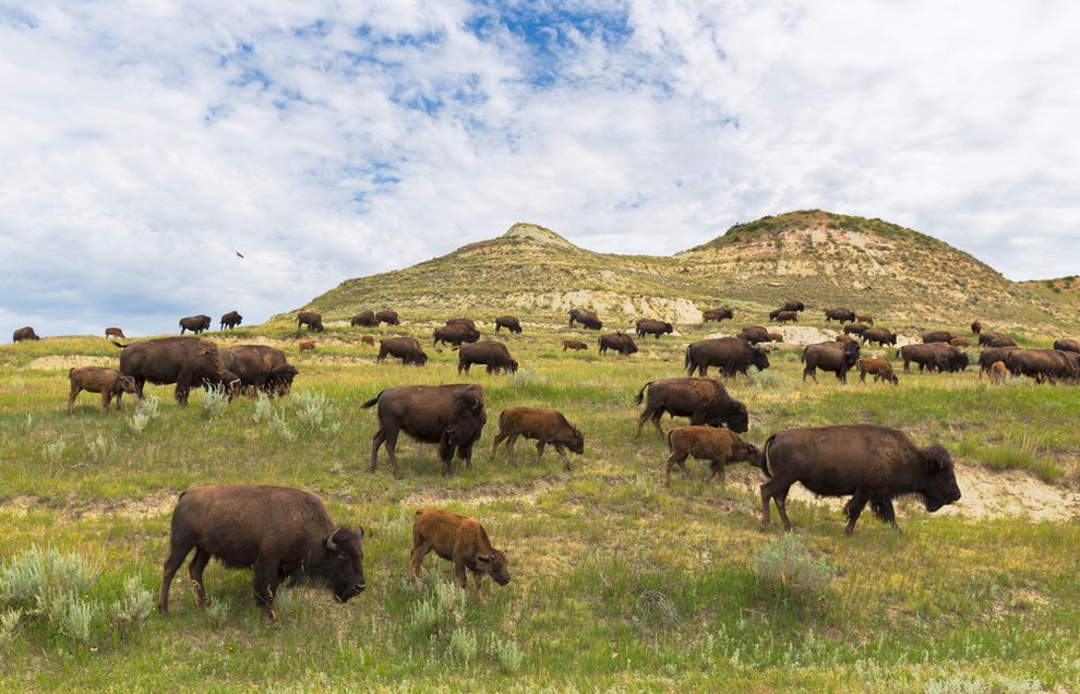 Antelope Island’s famous bison roundup is underway – It's Interesting