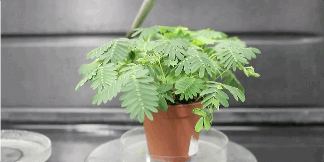 261-plant-anaesthetics-2