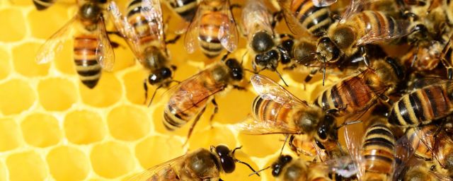 bee-banner-1800x720-x